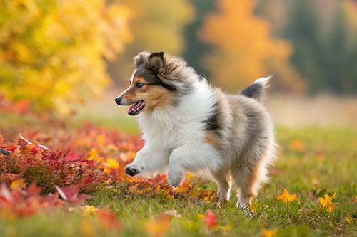 狗狗智商大比拼-喜樂蒂牧羊犬(Sheltie)